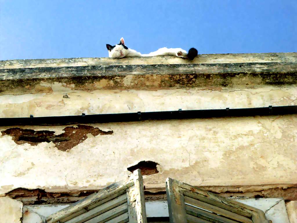 Gatti (186)